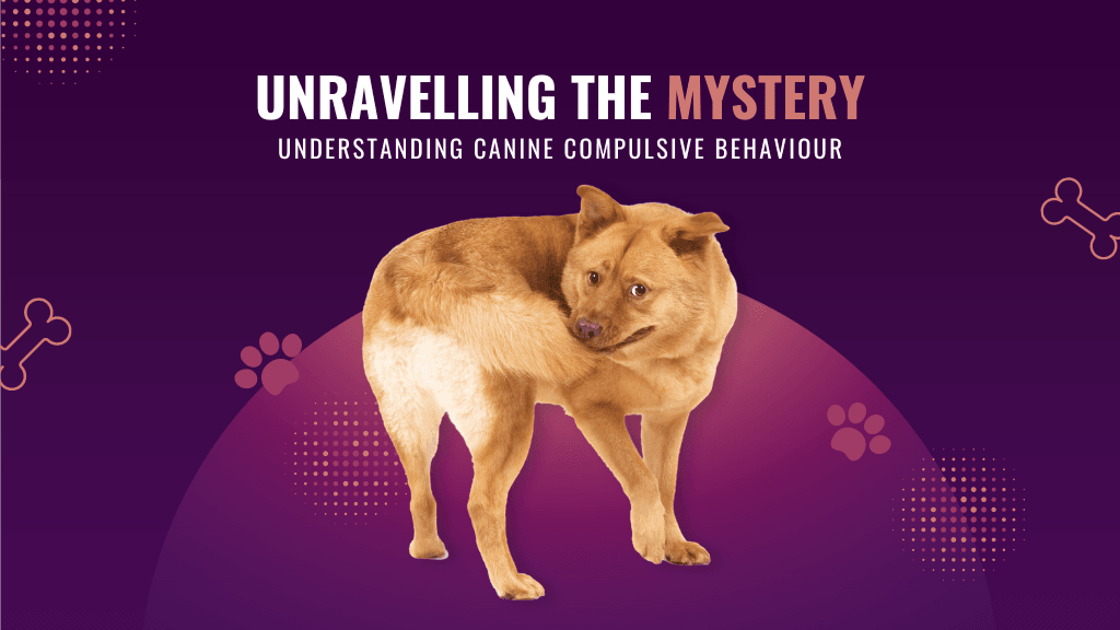 Canine Compulsive Disorder: What You Need to Know About This Behavioural Condition Canine Compulsive Disorder: What You Need to Know About This Behavioural Condition